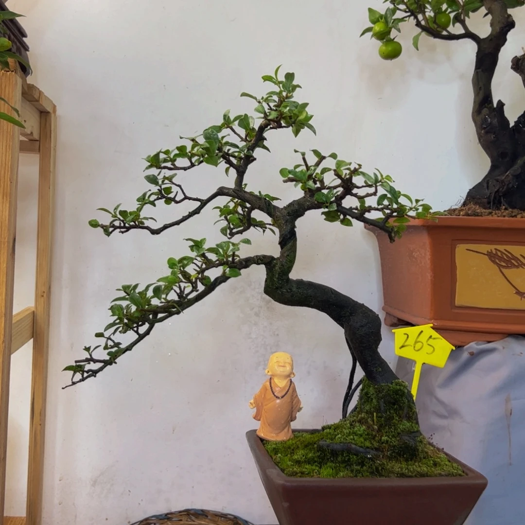 完全开放金弹子盆景一物一拍