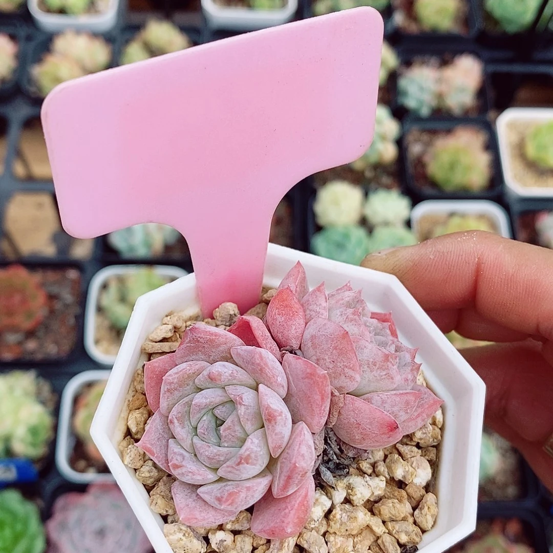 恩宠6cm多肉植物