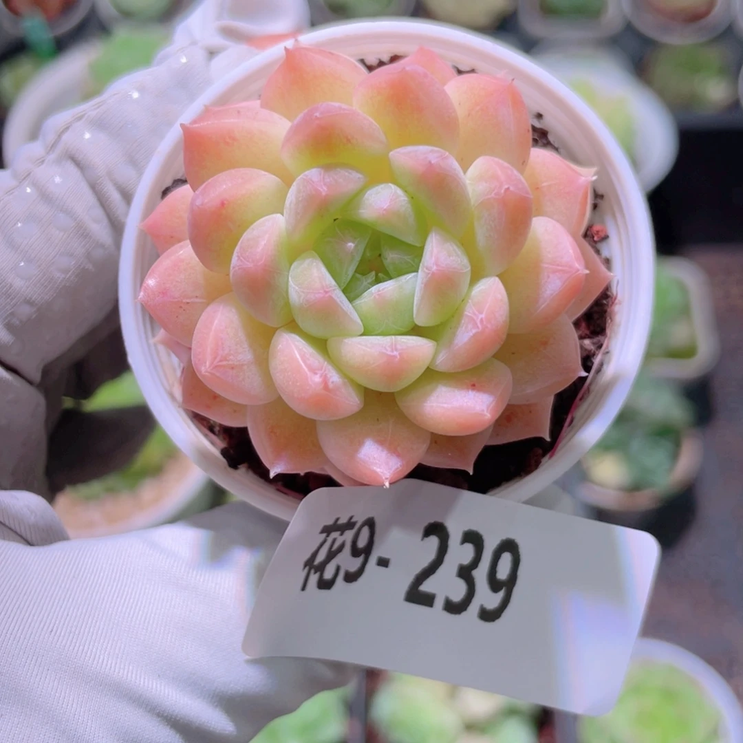 花利美9-239新品