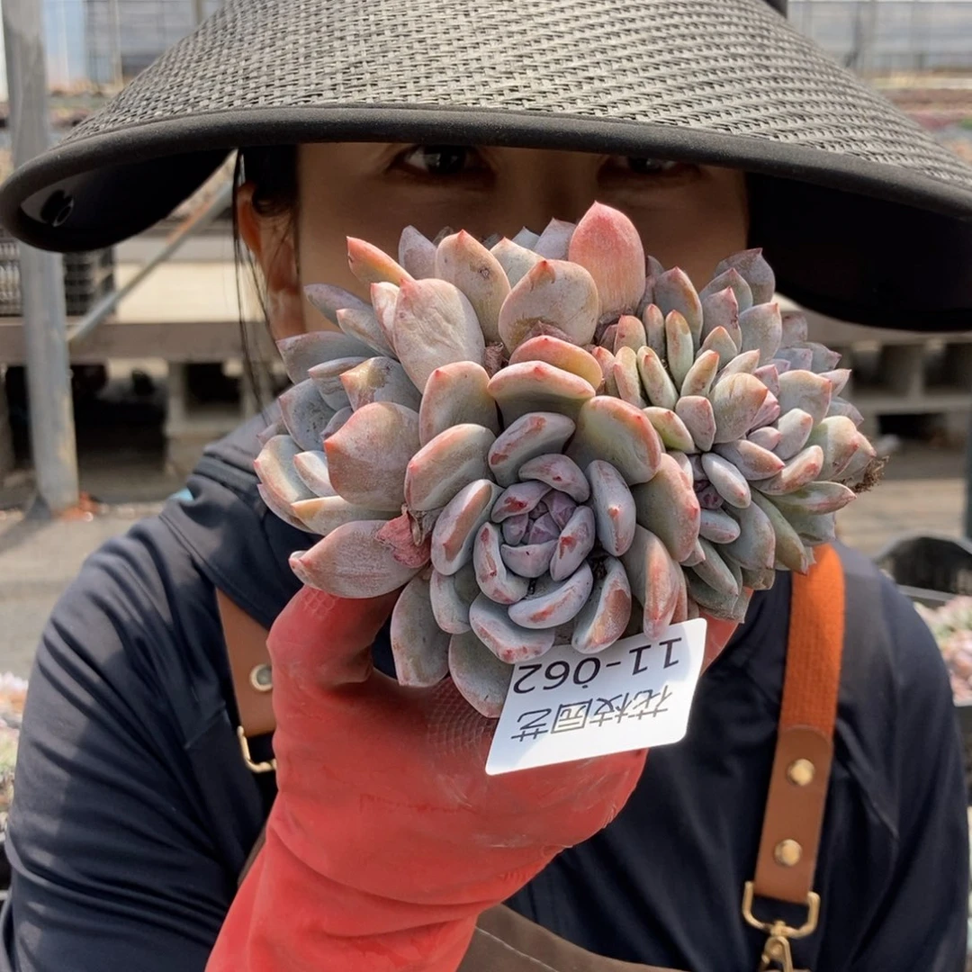 11-62星影群加缀一物一拍