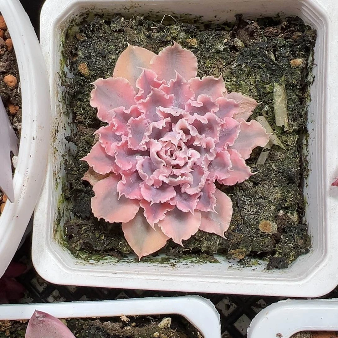 晚霞之舞锦多肉植物