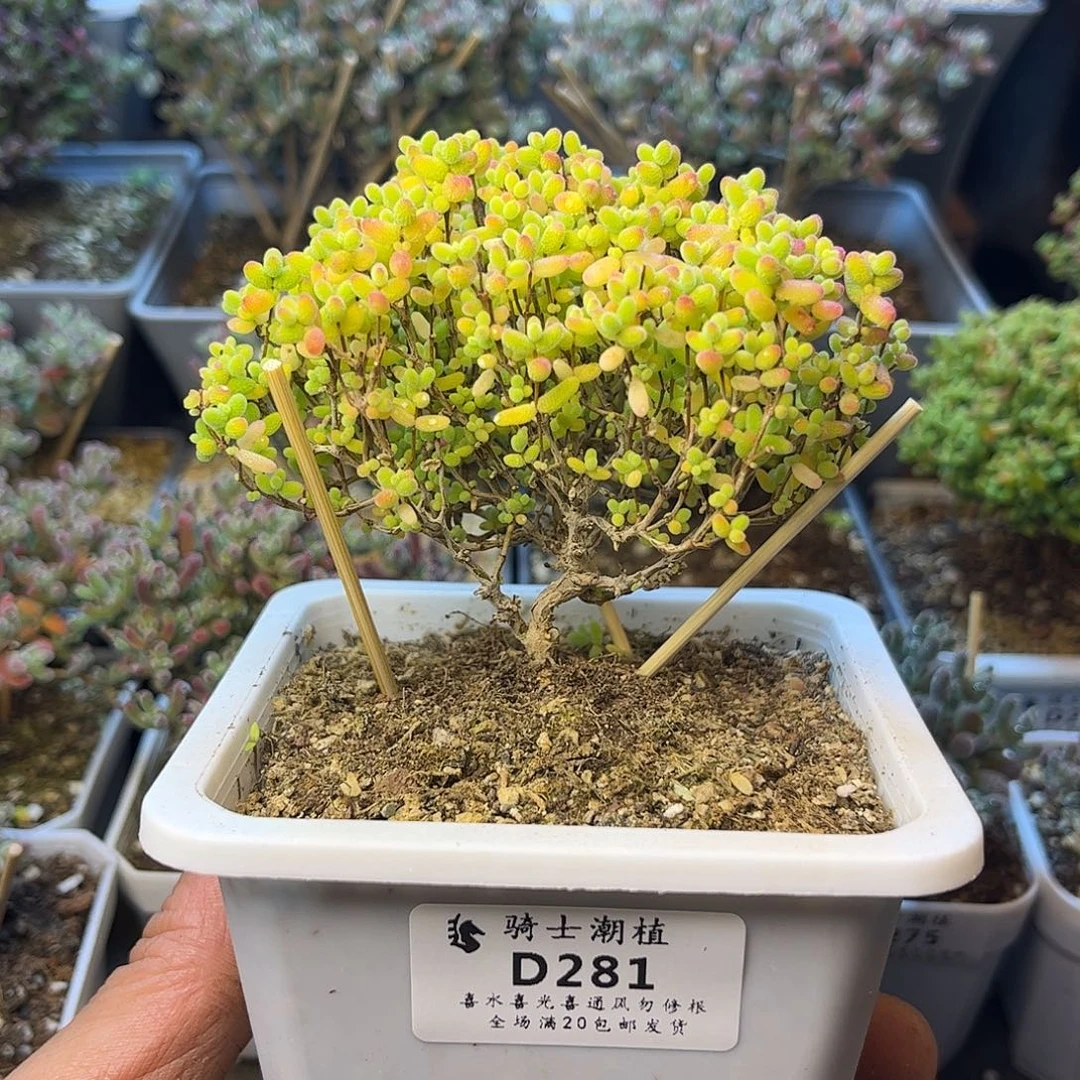 281蜜橘糖球枝干番杏