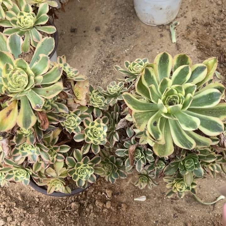 白兰地多肉植物量手捧上