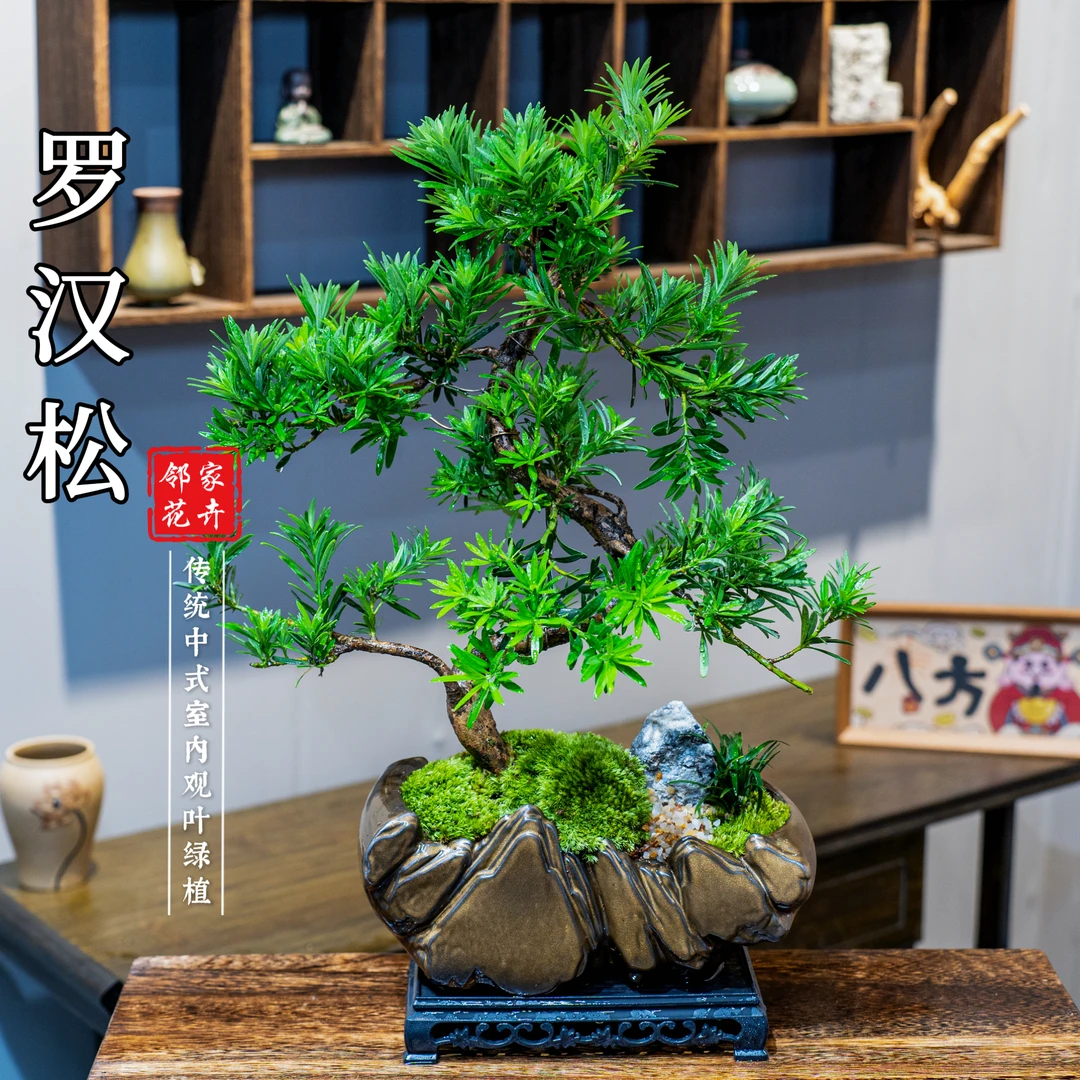 牵枝老桩造型罗汉松盆景室内好养盆栽绿植美观茶室客厅阳台