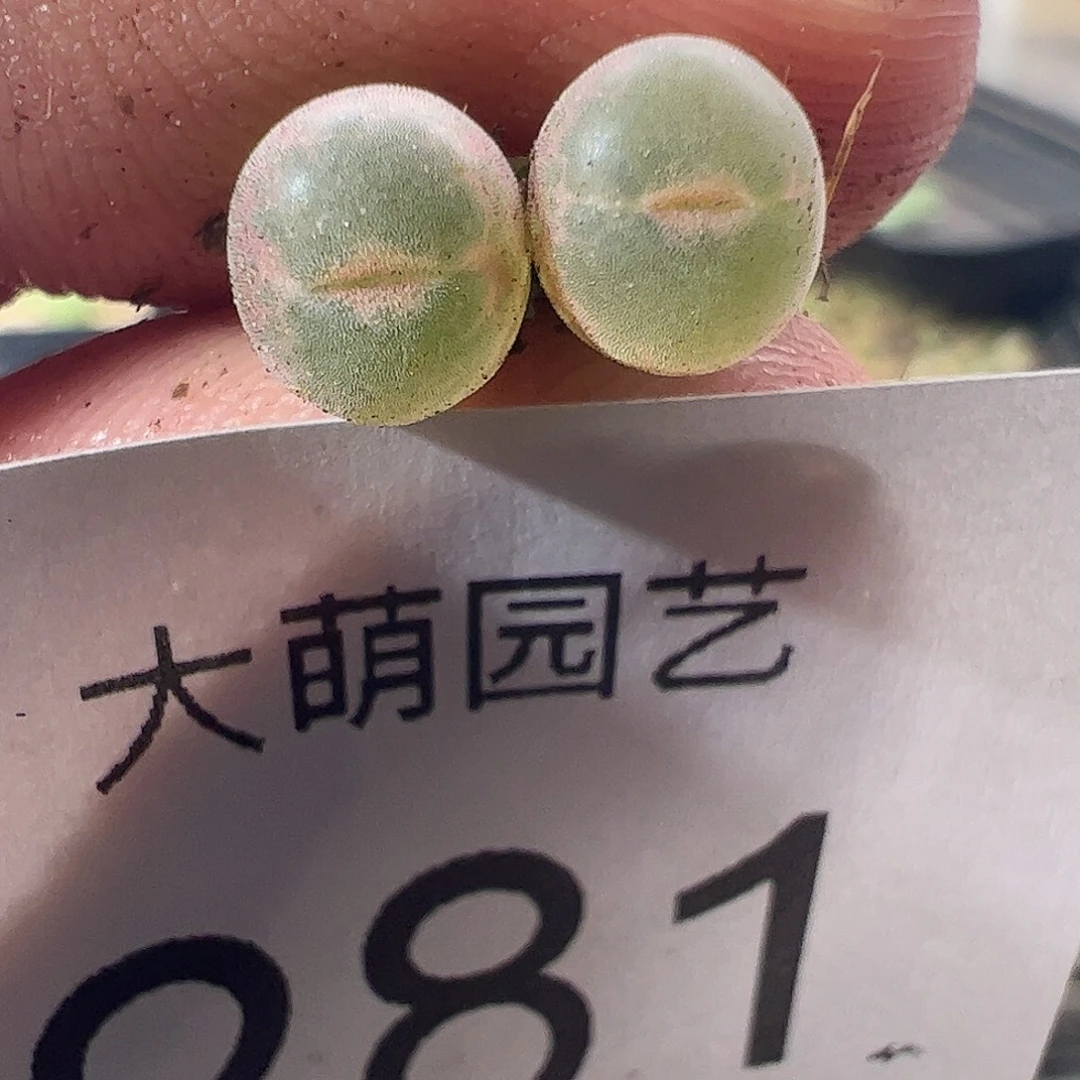 一物一拍正版安格尼斯之眼，281