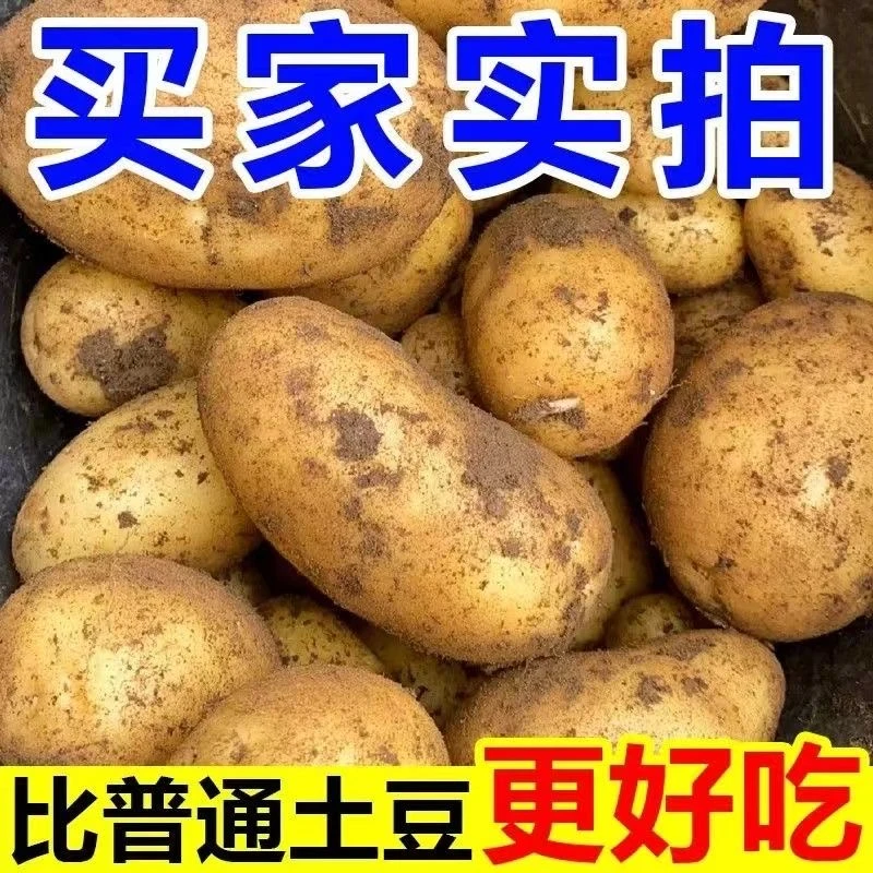 2025新鲜现挖陕北土豆好吃不贵