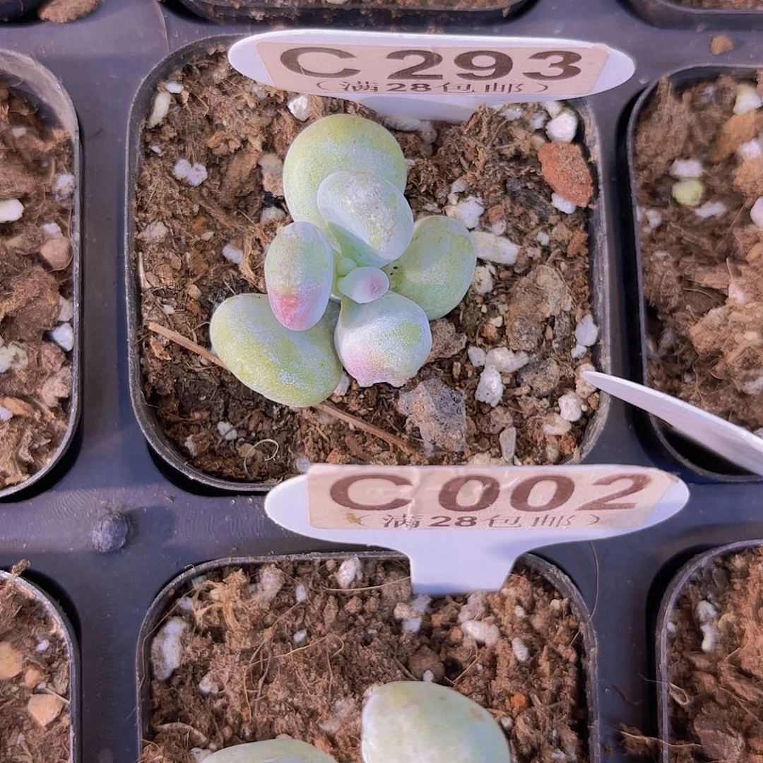 C293油煎丸子一物一拍