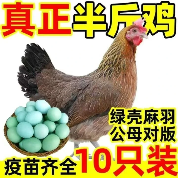 【到手10只】1月龄麻羽鸡 宠物鸡 活体发货
