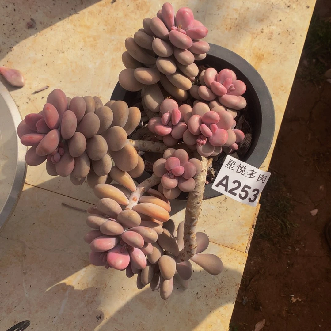 胖***子星悦多肉   A253