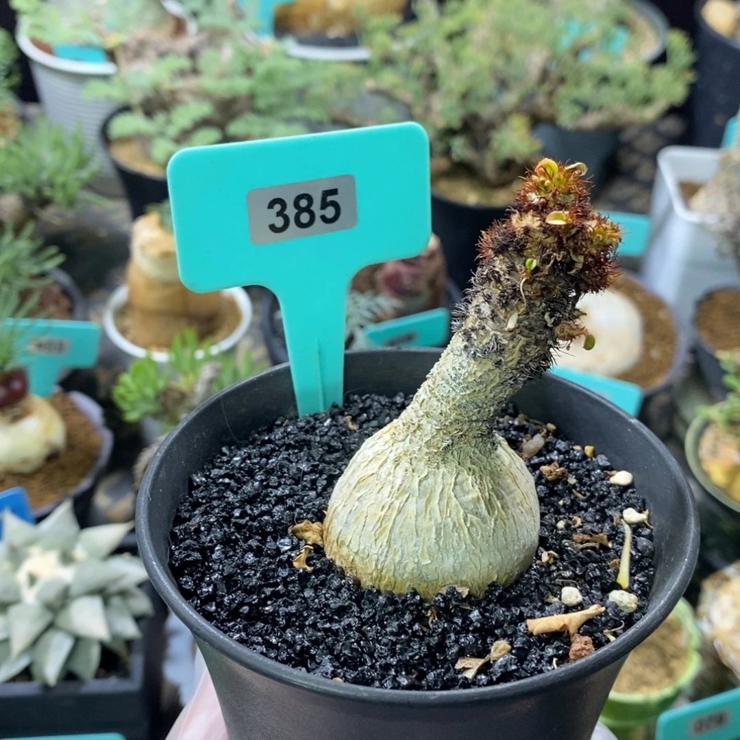 象鼻大戟产地多肉植物