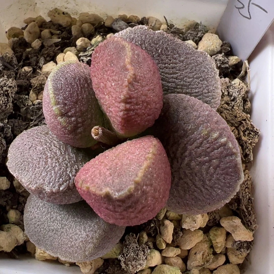 纹路款实生新品多肉植物水泡