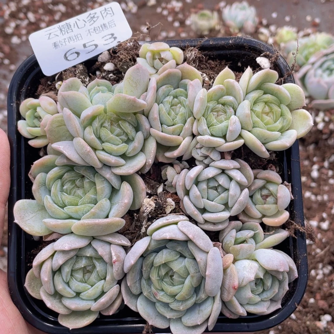 云糖心多肉植物653