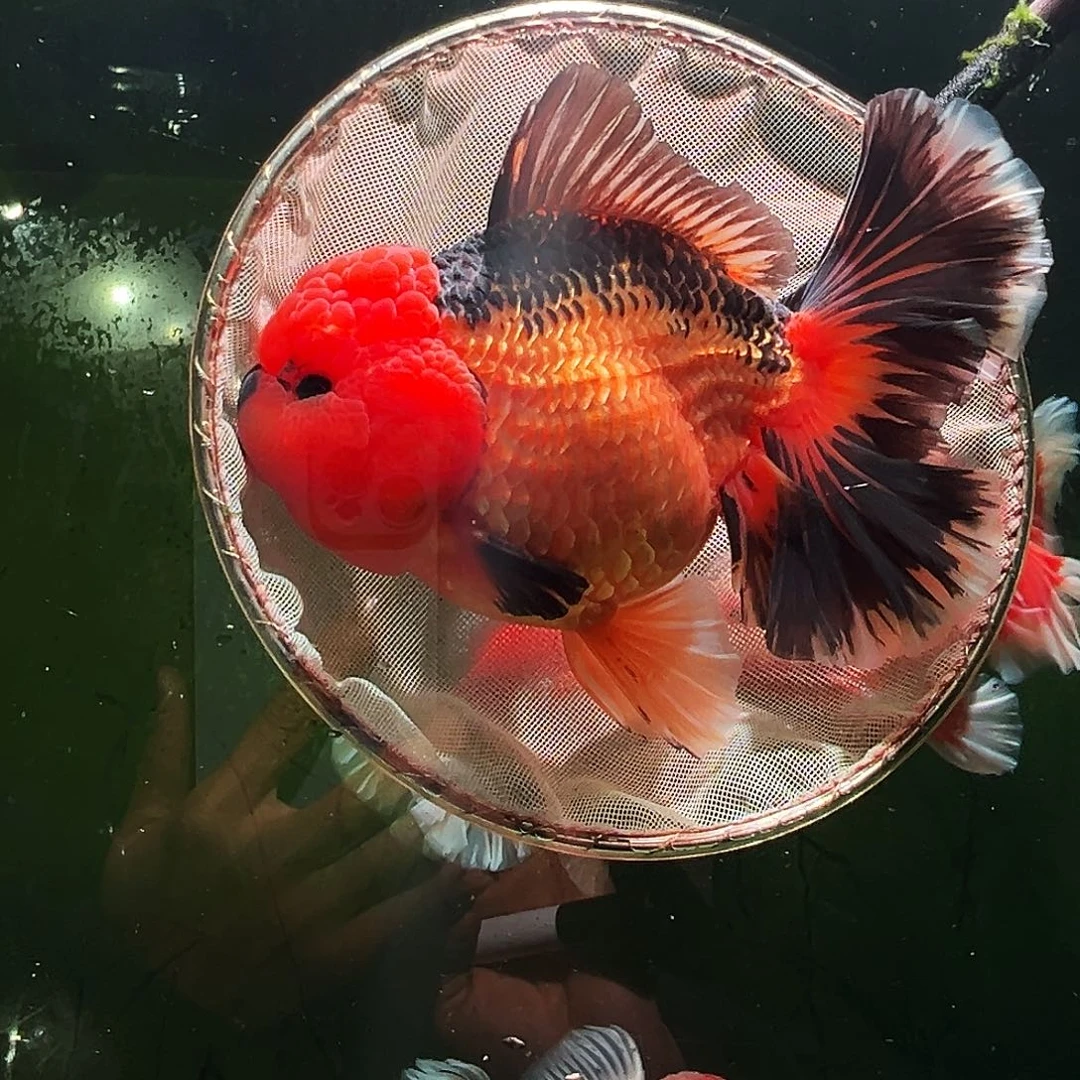 金鱼百褶泰狮冷水金鱼