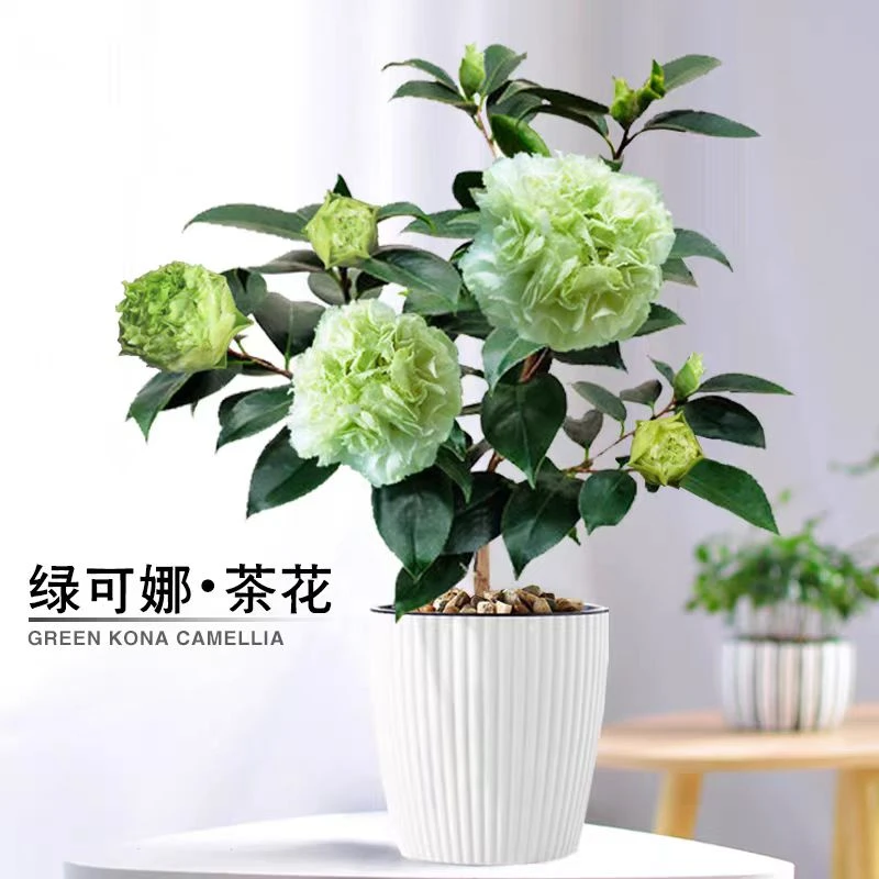 【绿可娜茶花】稀有名贵品种树苗盆栽 庭院阳台室内外好养花卉植物