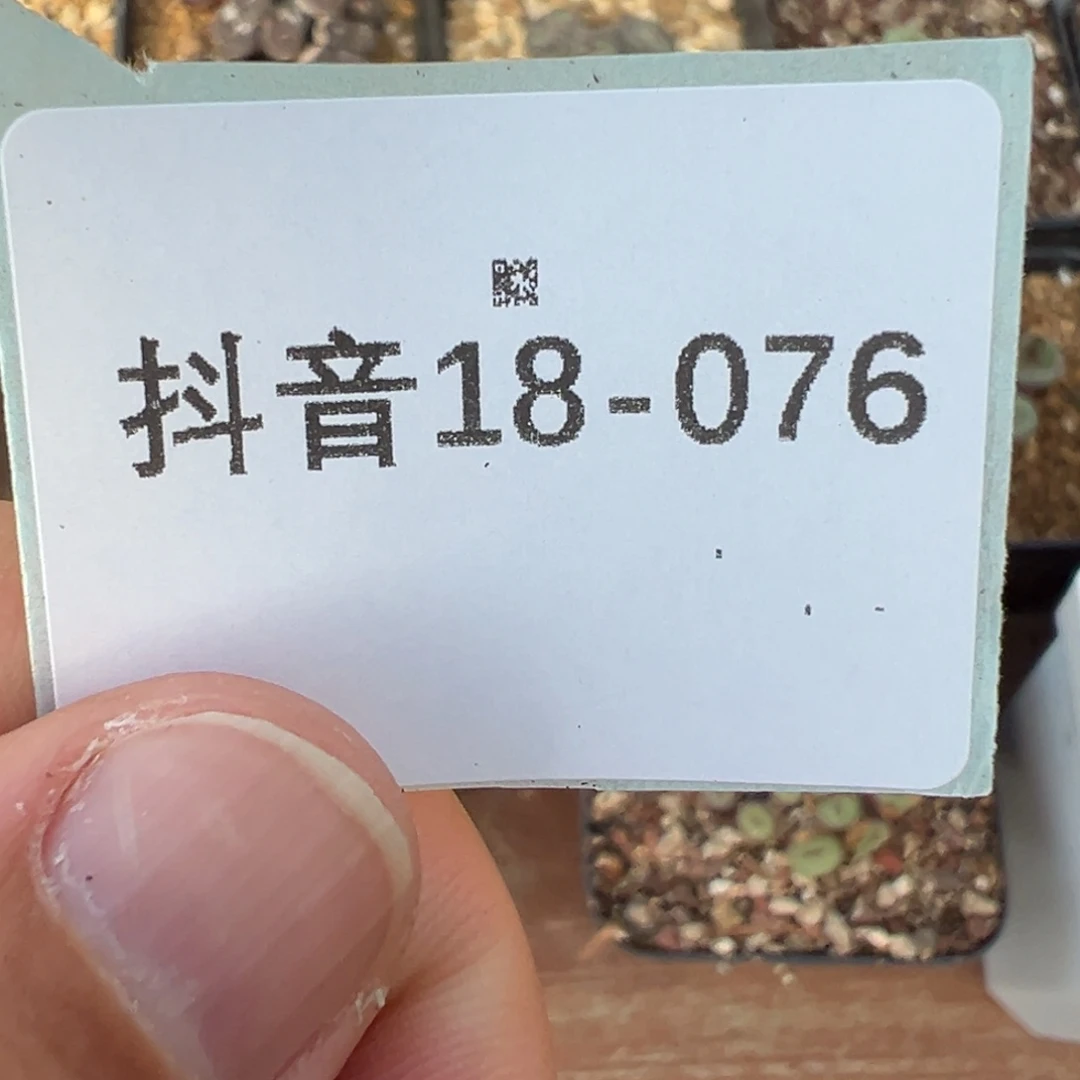 风***生18-76肉锥多肉植物