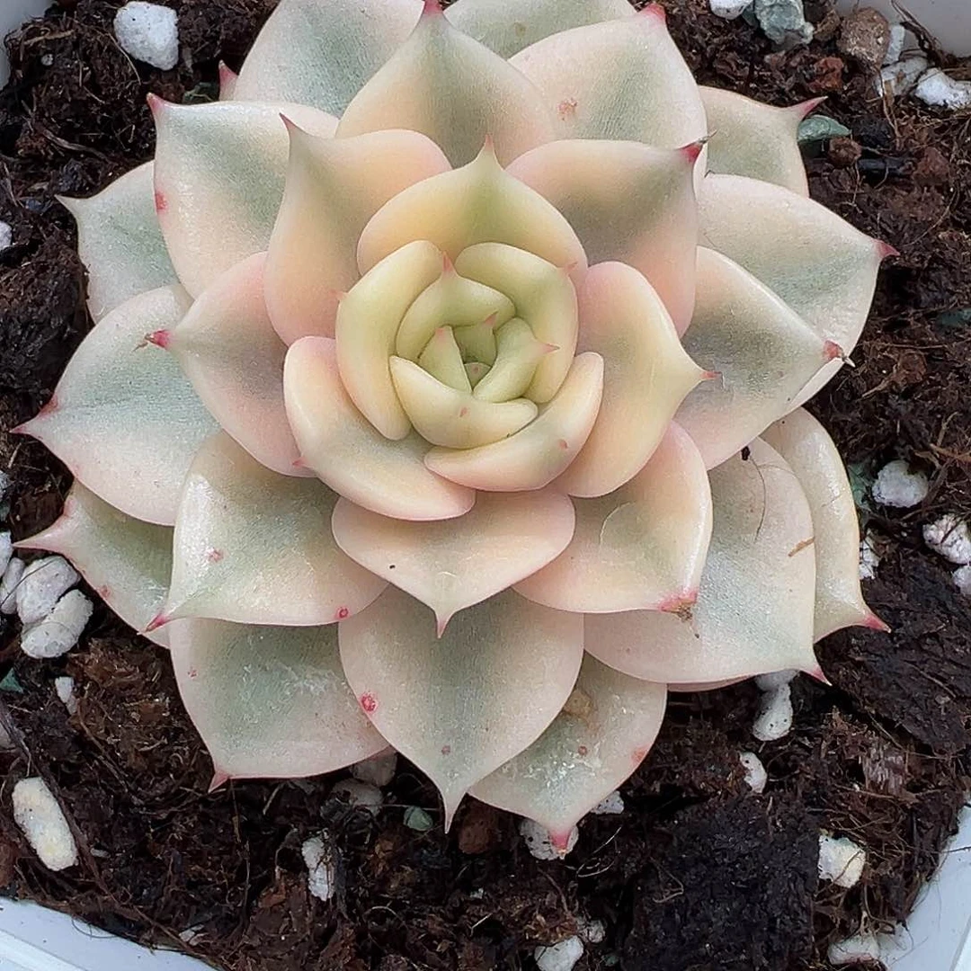 贝加尔湖锦，覆轮锦