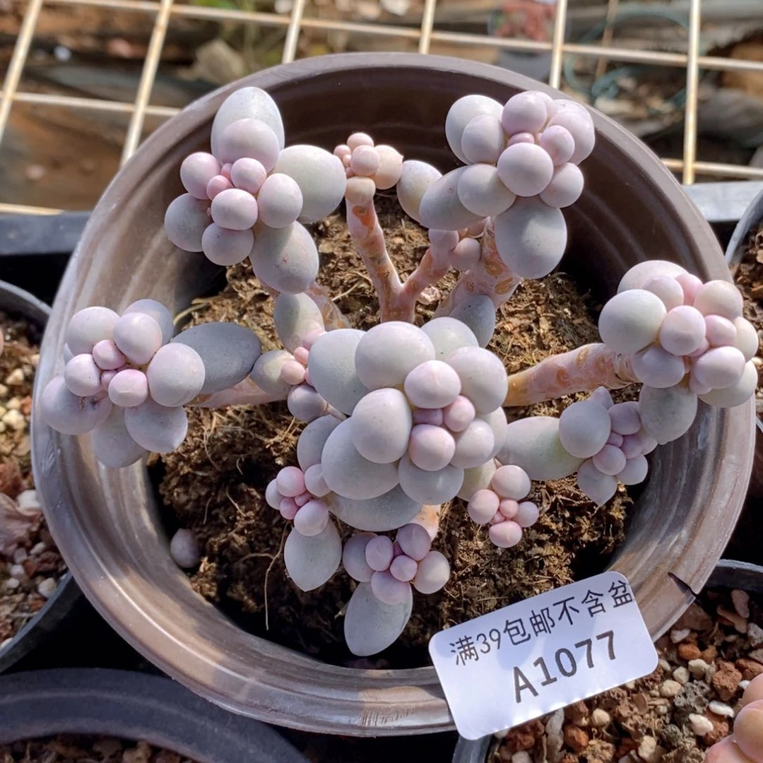 香水手指奶11cm1077多肉植物