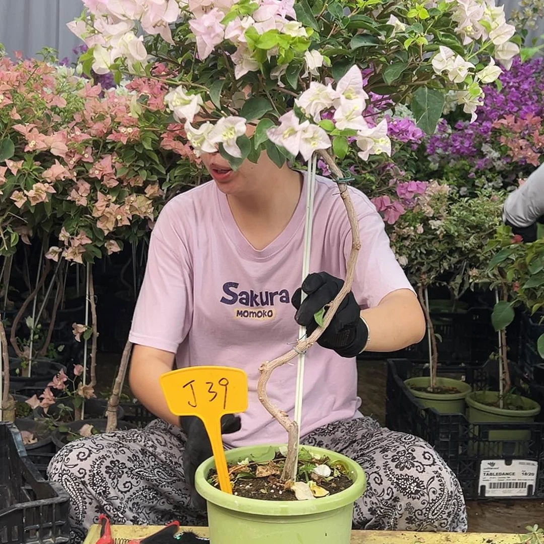 神***大部分花苞少量开放J39苹果花