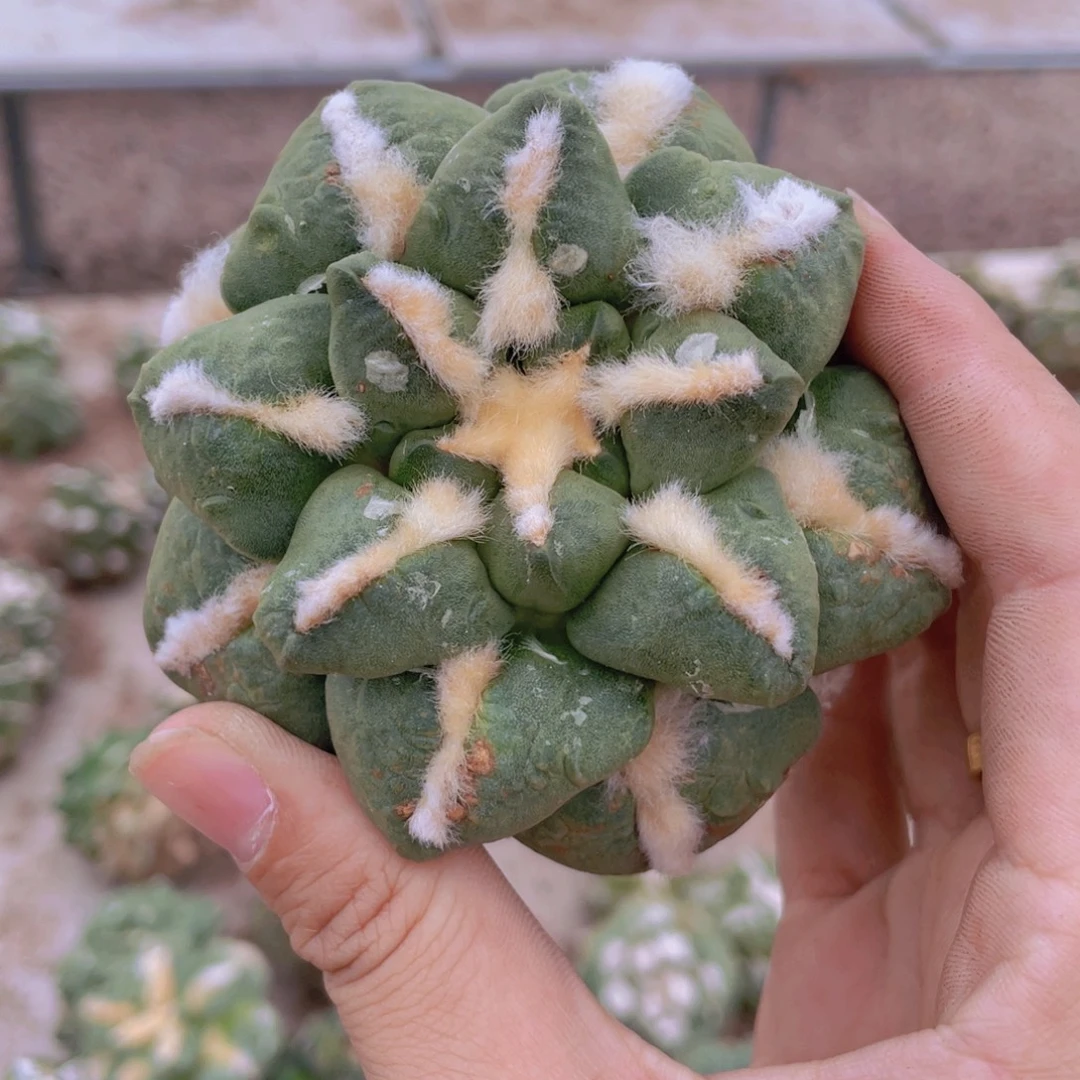 自根连山福利福利