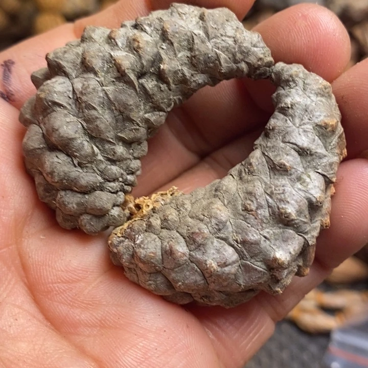 吊坠桃核东北特产67