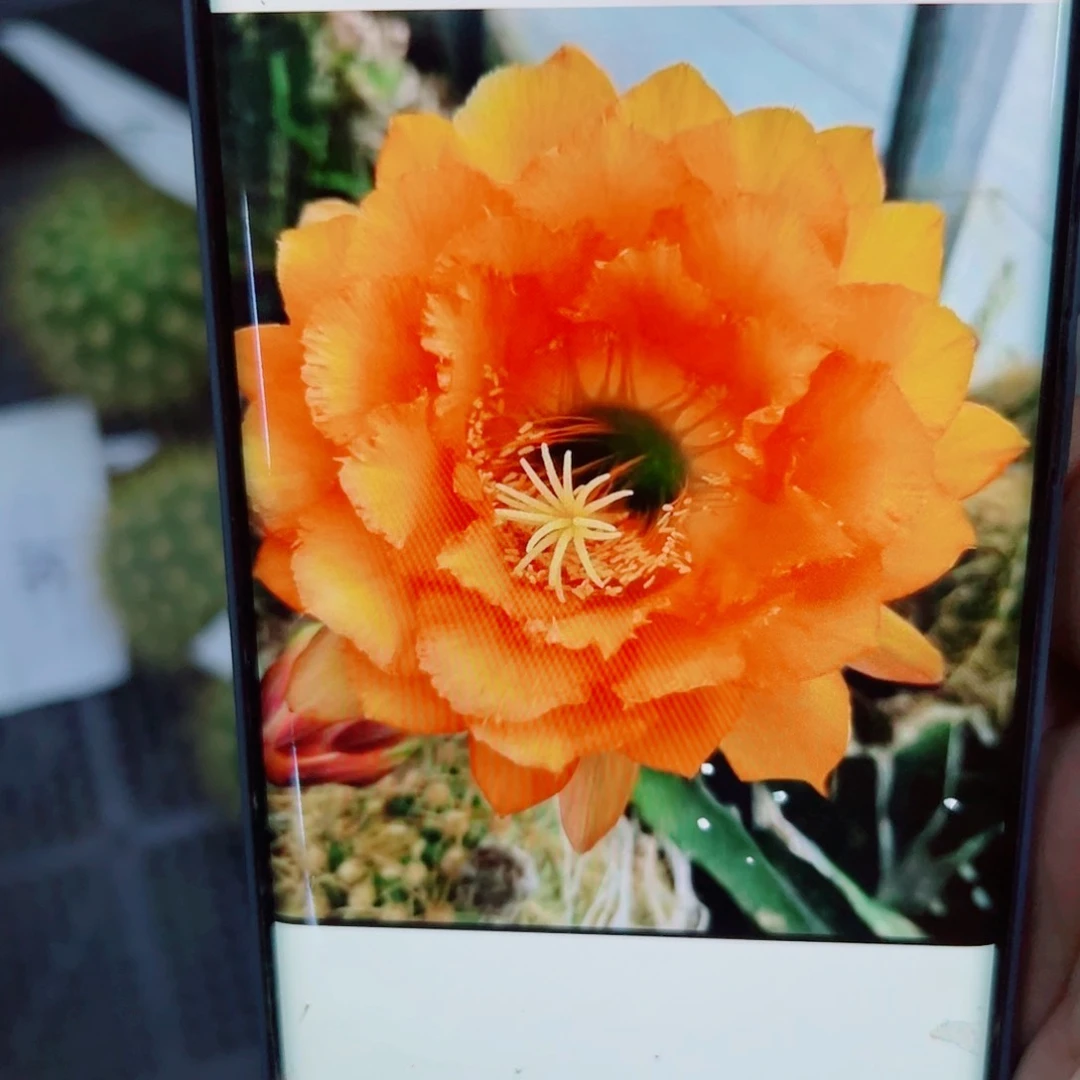 下27毛花梦 歪无根侧芽5公分左右20包邮