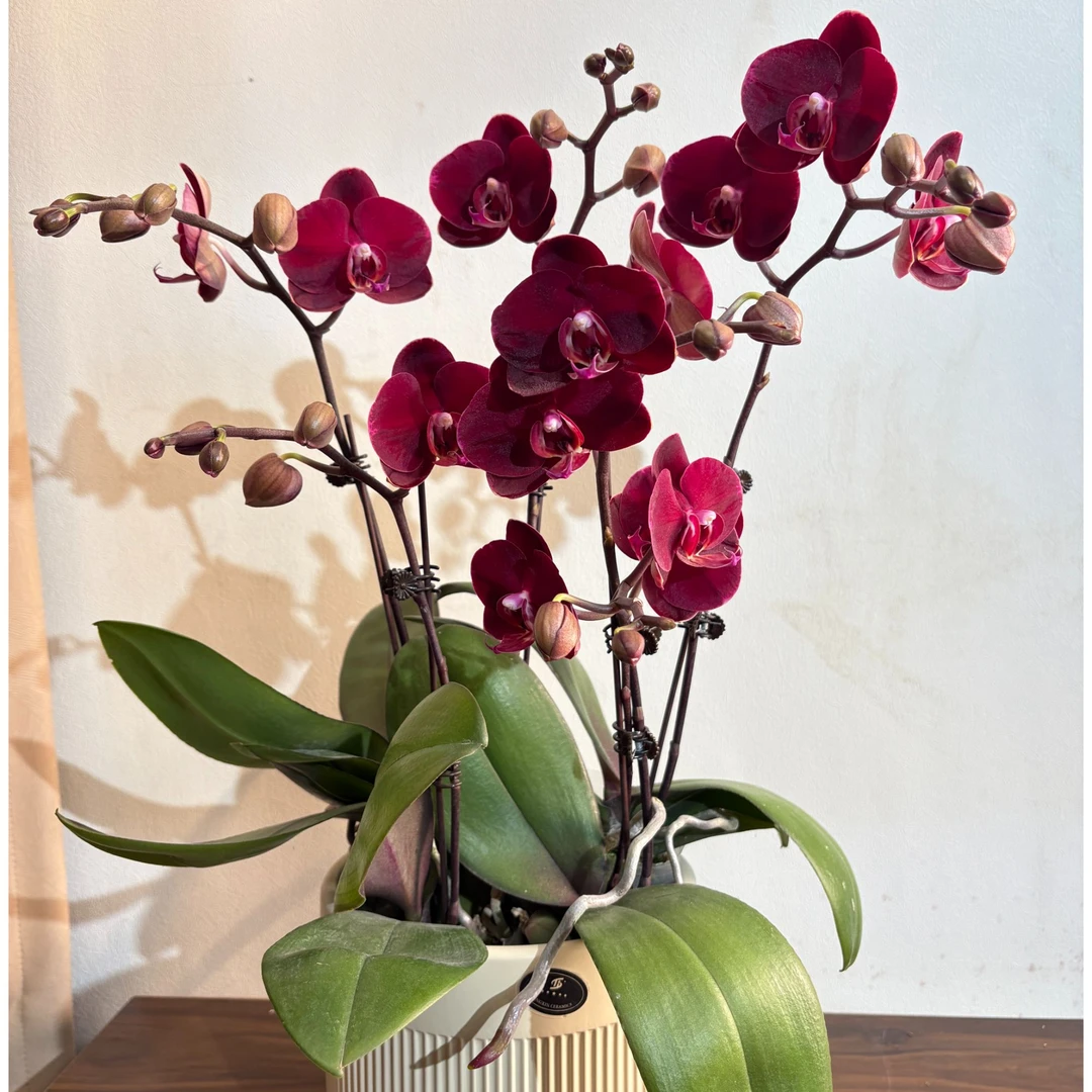 蝴蝶兰【红宝石】盆栽花卉观花植物室内厂家直销批发客厅清新