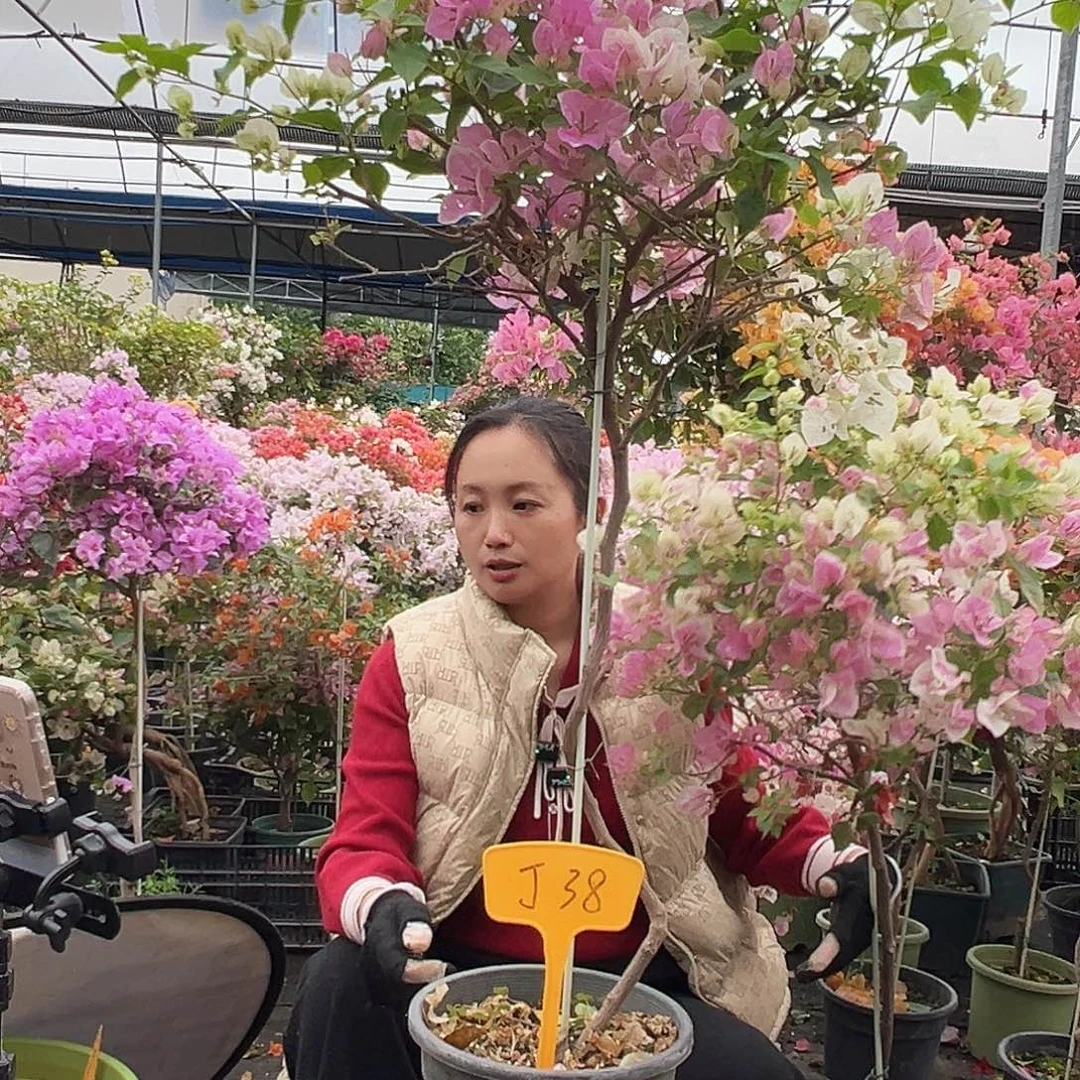 y***遥大部分花苞少量开放Ｊ３８广红英