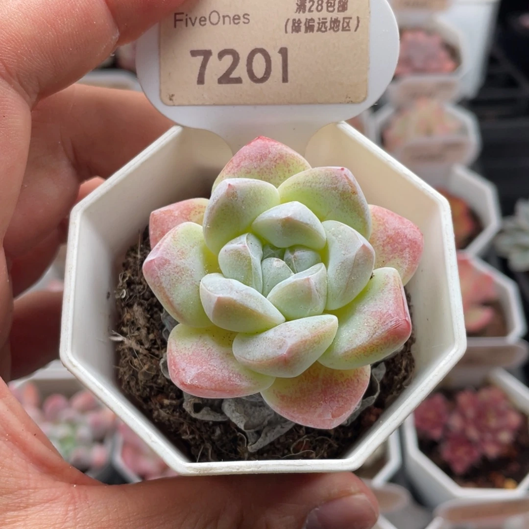 冰玉7201-5.0厘米