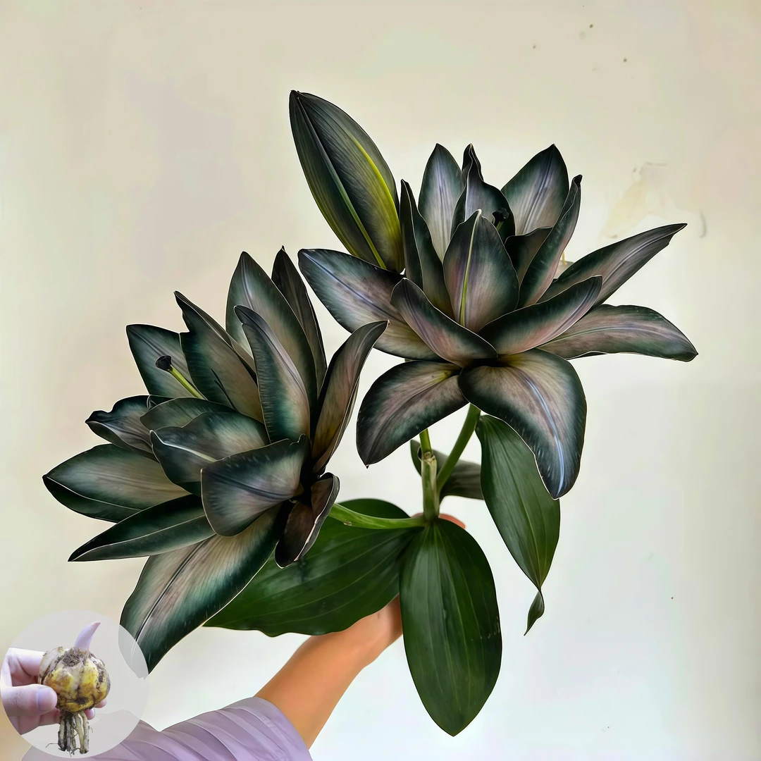 【暗黑女神】不对包赔进口百合香水百合种球盆栽易活四季花卉花种球