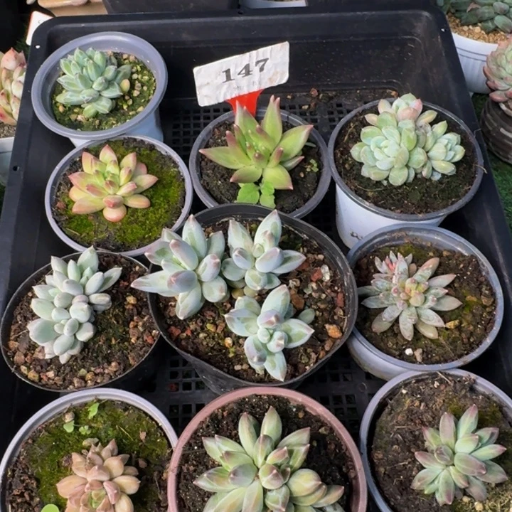 147多肉植物一物一拍