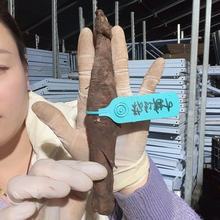 当前无花栽培后可以开花粉红魅力根