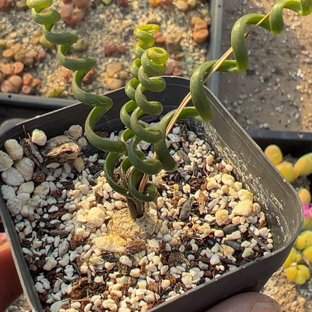 糖**多肉植物111111111111