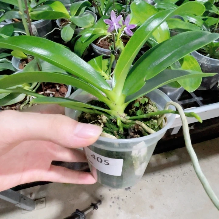 完全开放山菜路德-405
