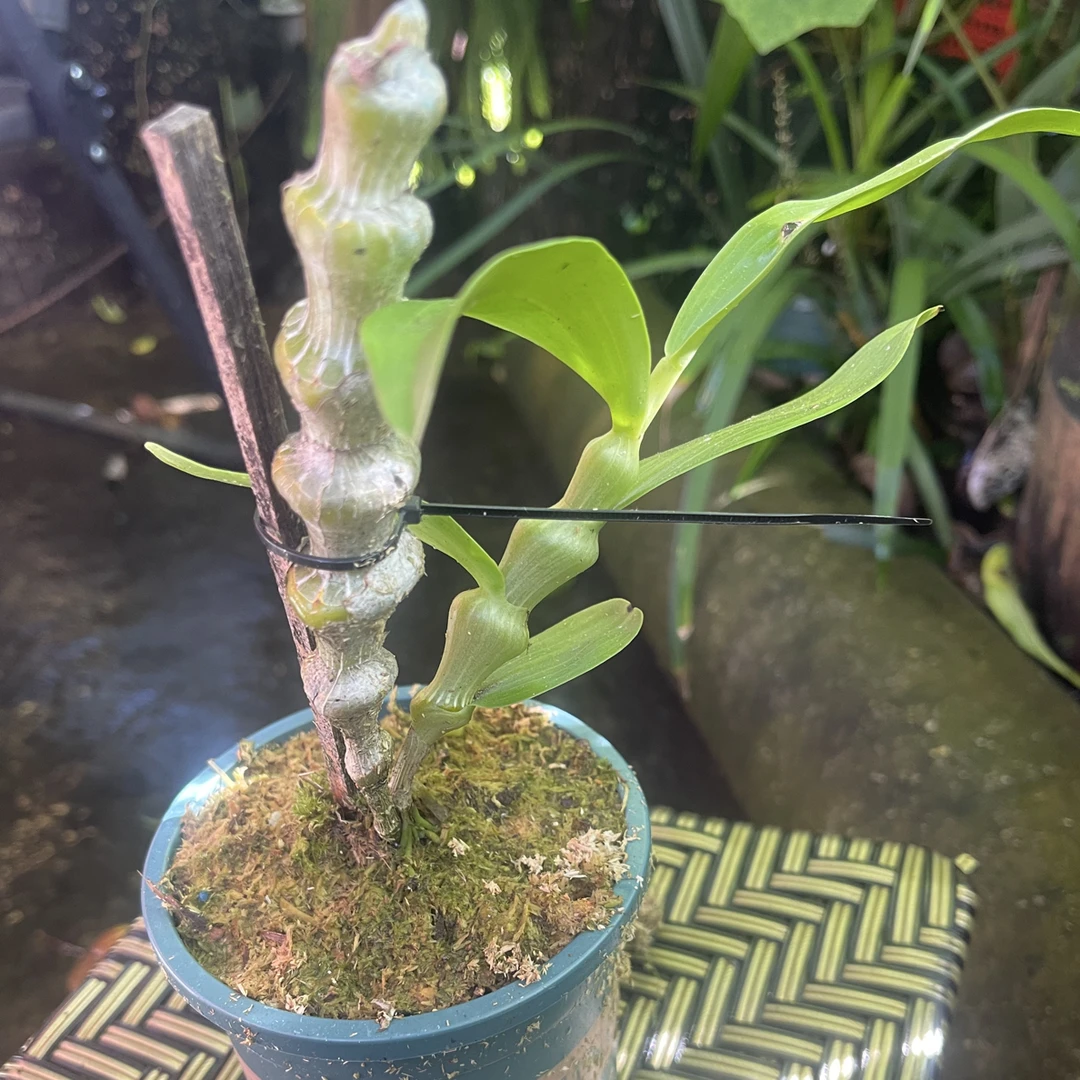 石斛兰肿节石斛鲜花绿植