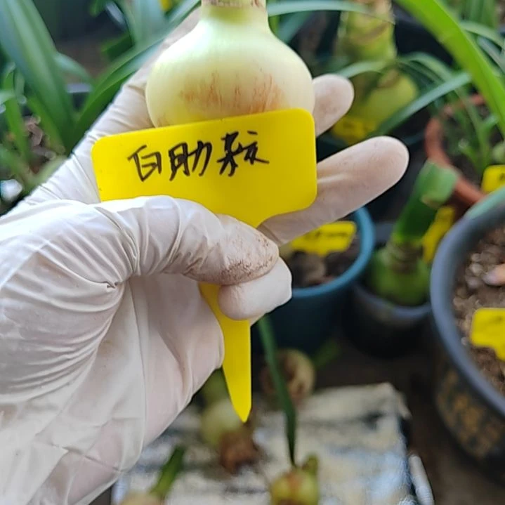 白肋杂交  主球4.5+