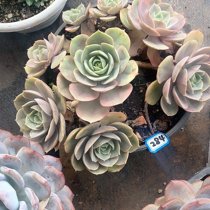 284苍鹭一物一拍多肉