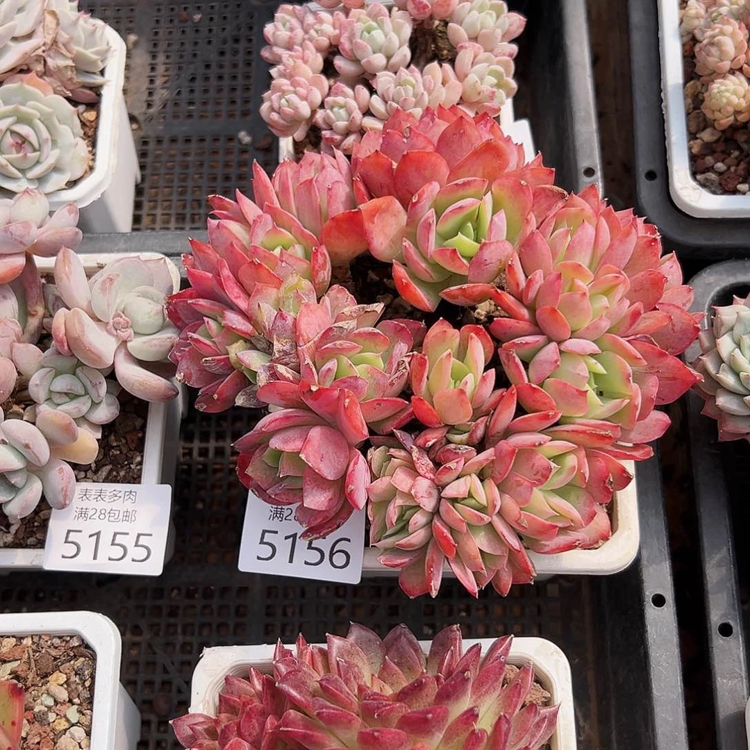 9号微**生我们的确是一个5156