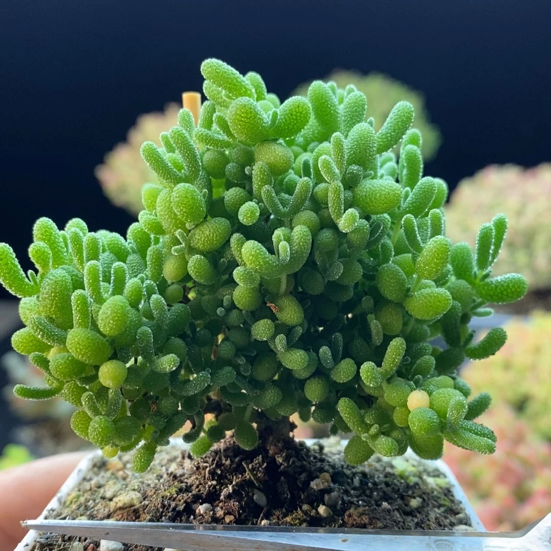 571蜜橘糖球。