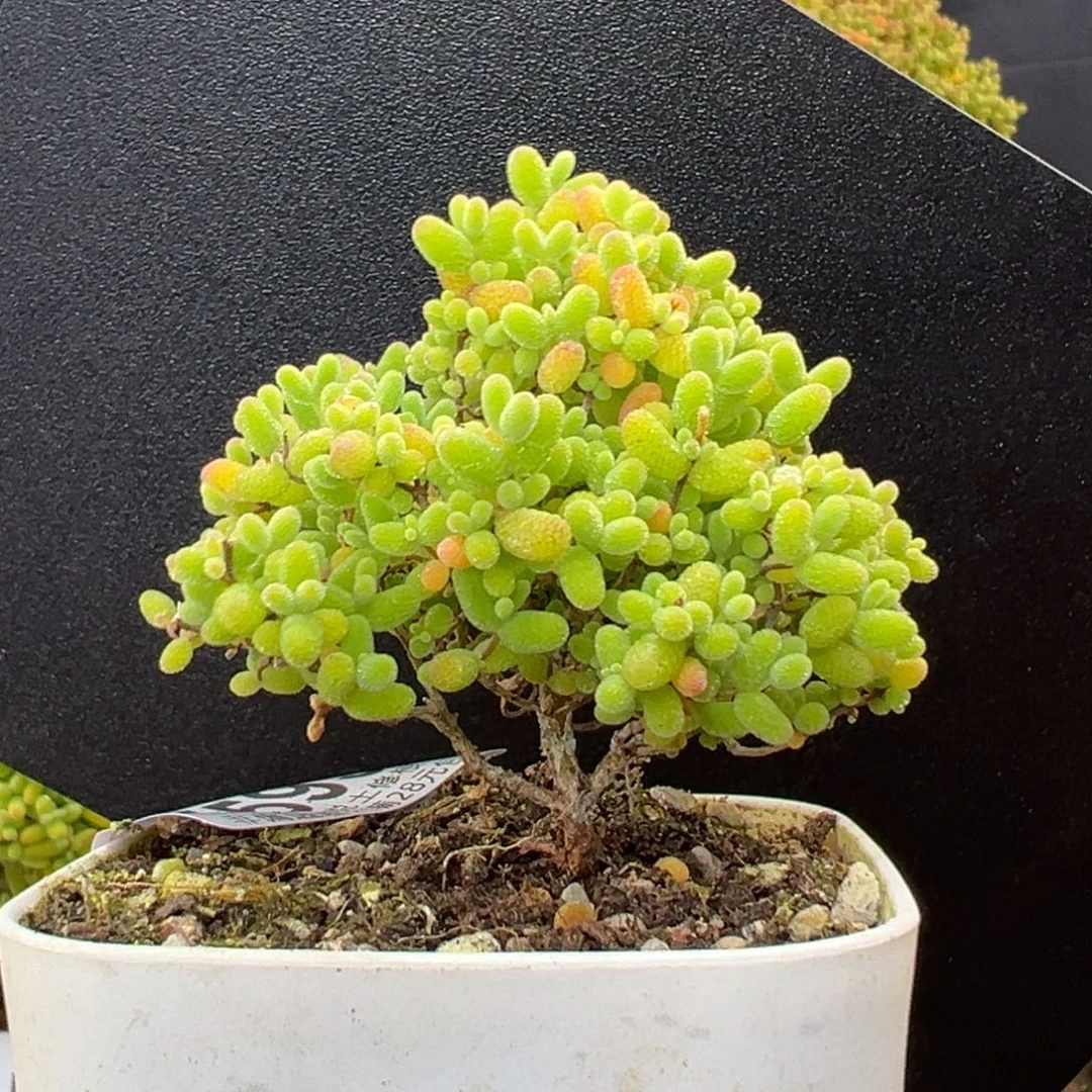 dy5939小可爱蜜橘糖球冠幅5.5cm