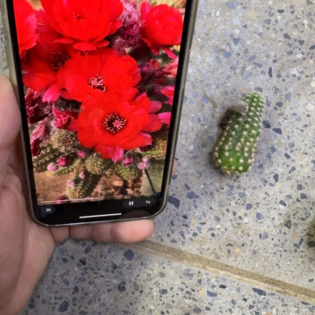 312白檀皇后3个无根侧牙小，20包邮