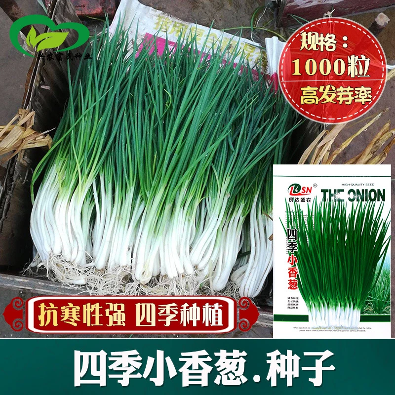 【西藏包邮】四季小香葱种子 盆栽种植早熟四季抗寒蔬菜小葱籽