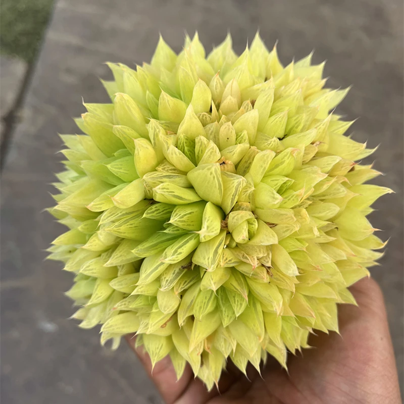 黄金凝脂菊 宝草玉露 百合科十二卷阳台室内好养美观多肉植物盆栽