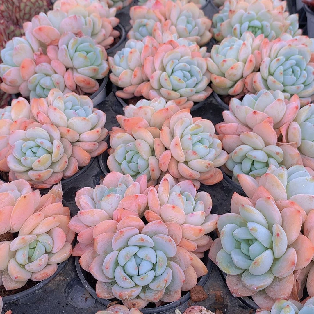 冷香2345678899900000