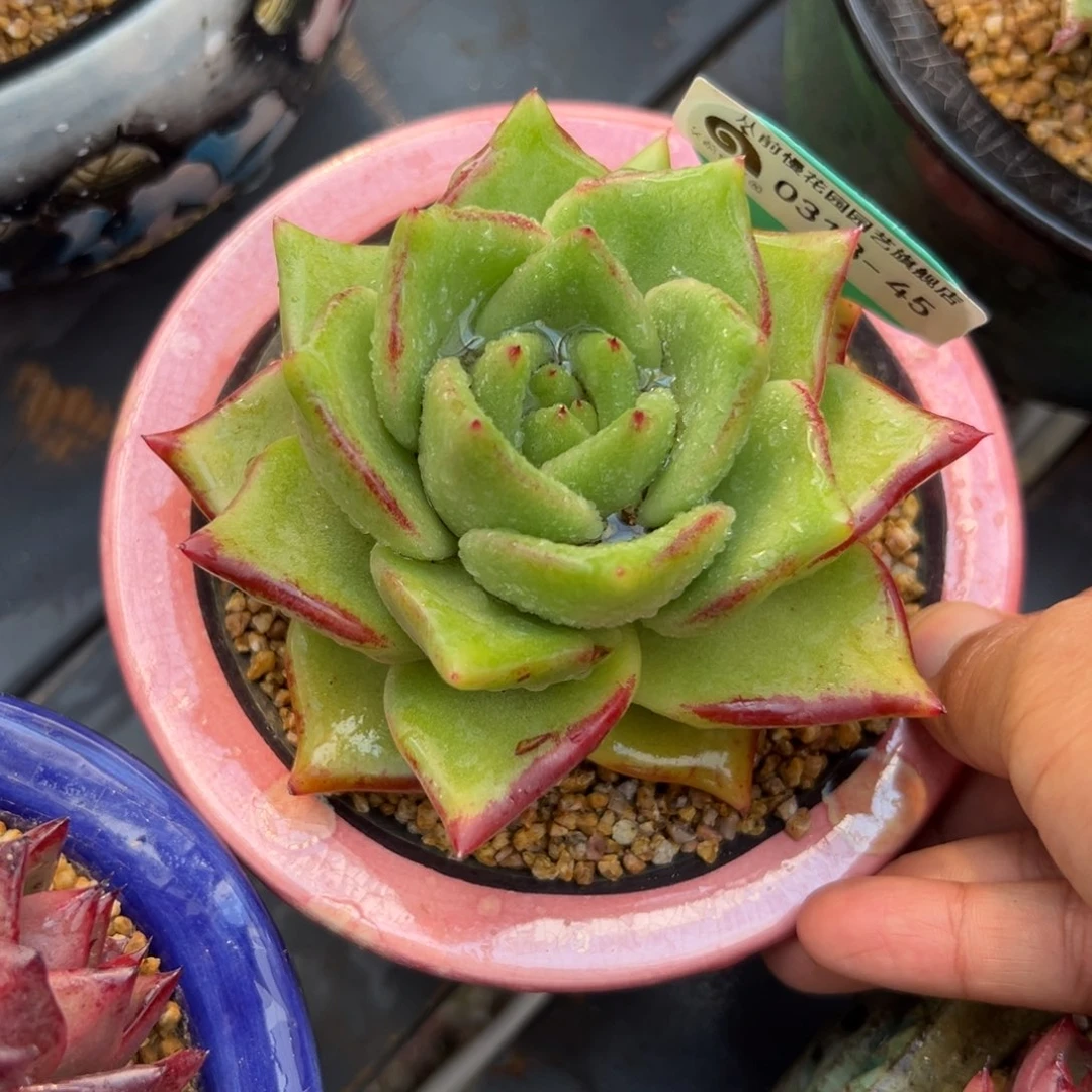 多肉一物一拍0313/45