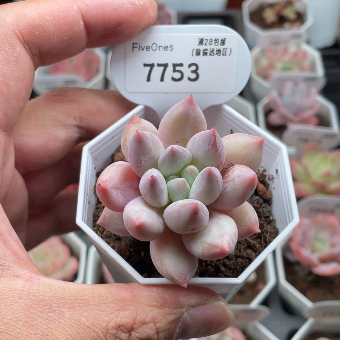 7753所罗门5厘米