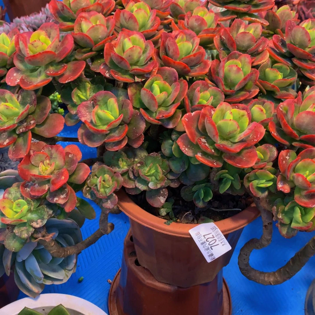 c****a7027红梅多肉