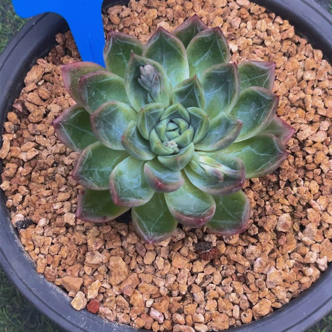 1509下午多肉植物群生
