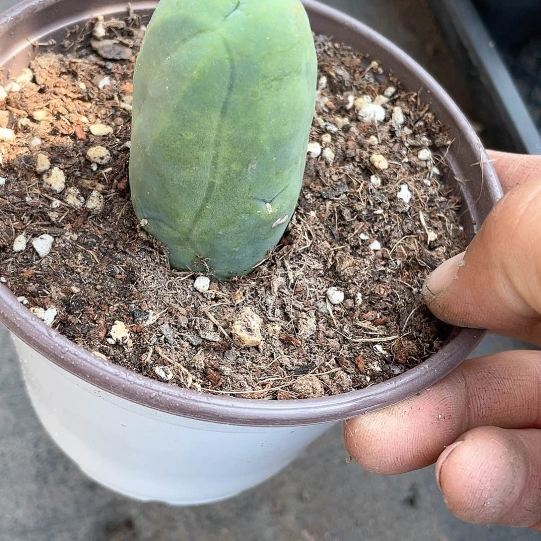 冬**鱼程程柱多肉带盆发货