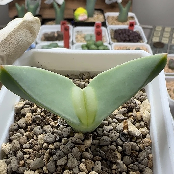 11-18-2-2当天满38包邮嘟嘴大翼有干疤脱土