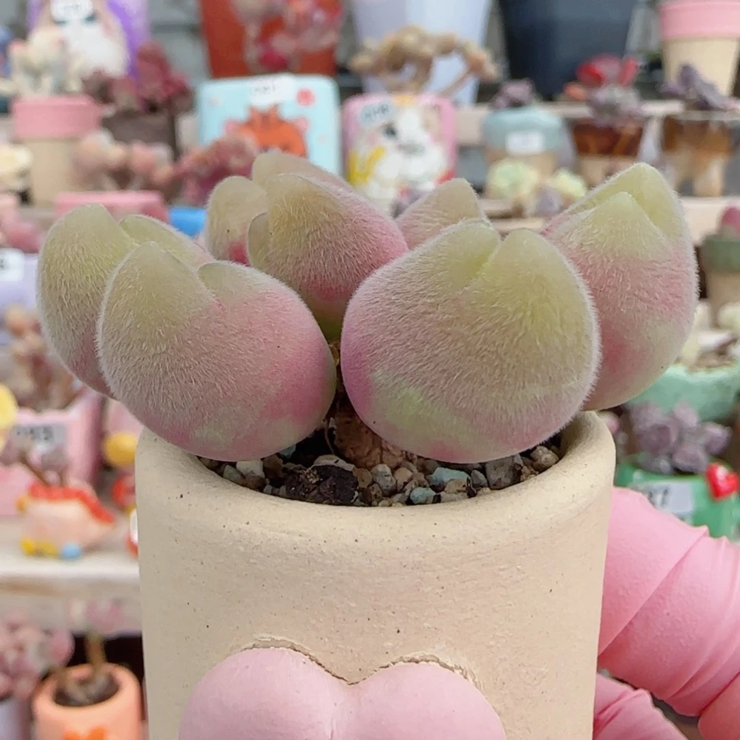 造型毛翠蟹钳 盆口3cm